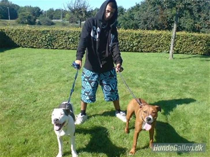 Amerikansk staffordshire terrier Rocky Solgt - velkommen i min profil billede 1