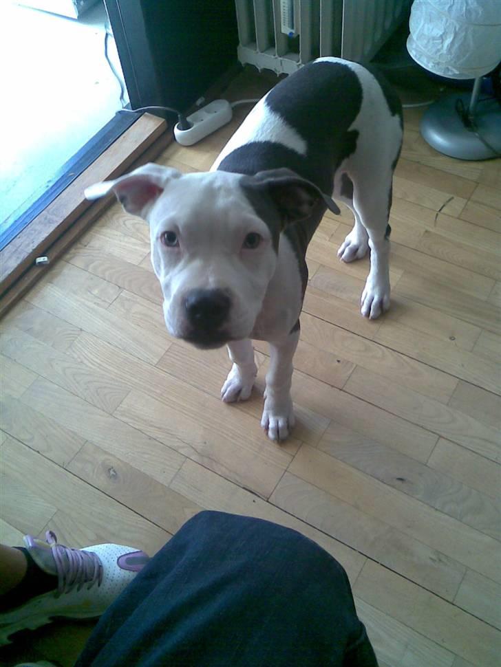 Amerikansk staffordshire terrier Rocky Solgt billede 2