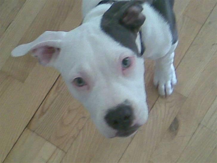 Amerikansk staffordshire terrier Rocky Solgt billede 3