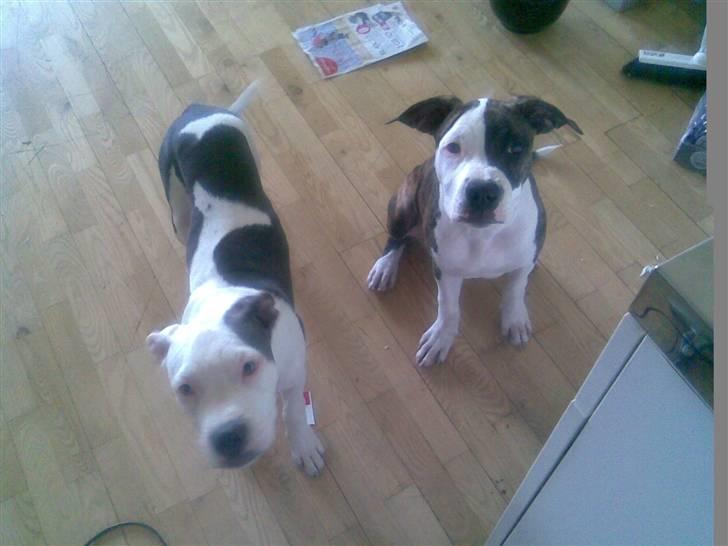 Amerikansk staffordshire terrier Rocky Solgt - vi baare frække(; haha billede 4