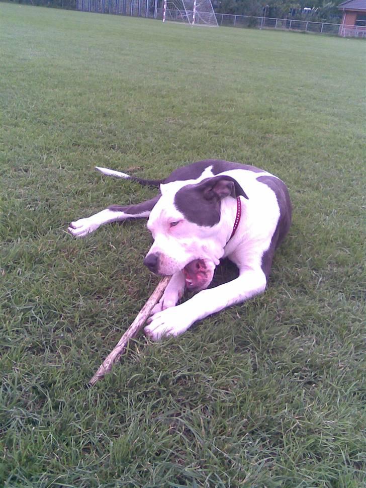 Amerikansk staffordshire terrier Rocky Solgt billede 5