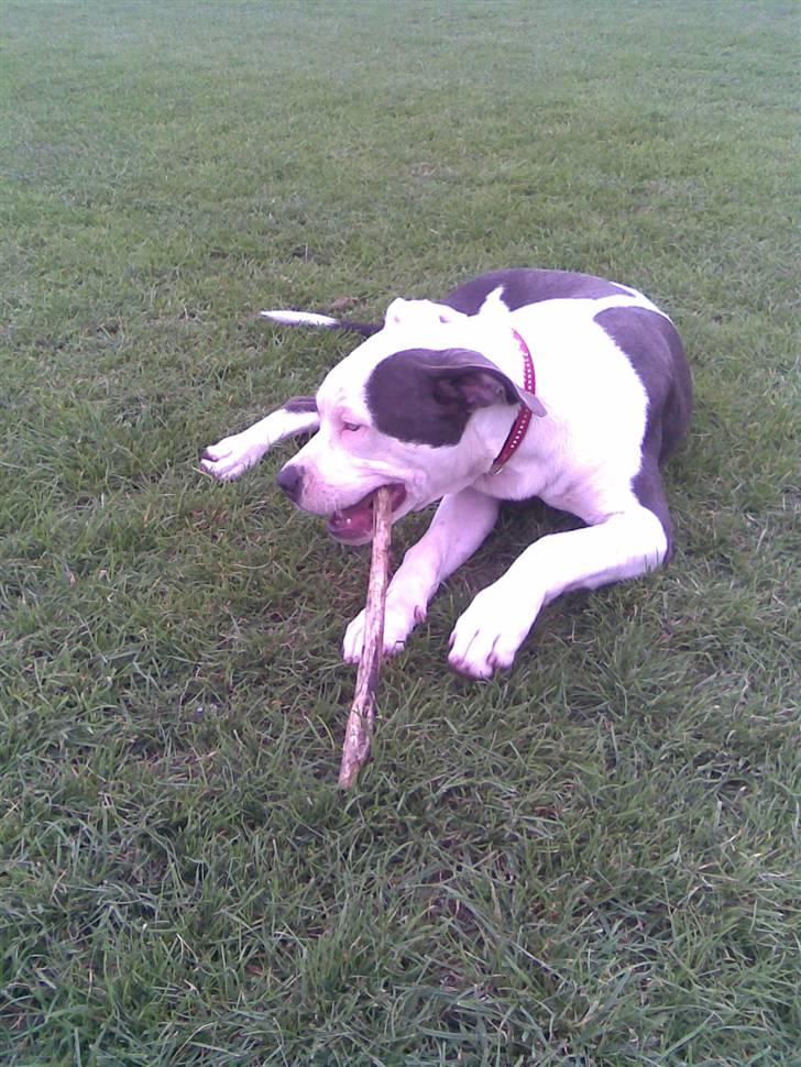 Amerikansk staffordshire terrier Rocky Solgt billede 6