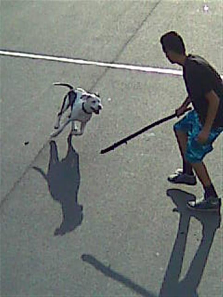 Amerikansk staffordshire terrier Rocky Solgt billede 7