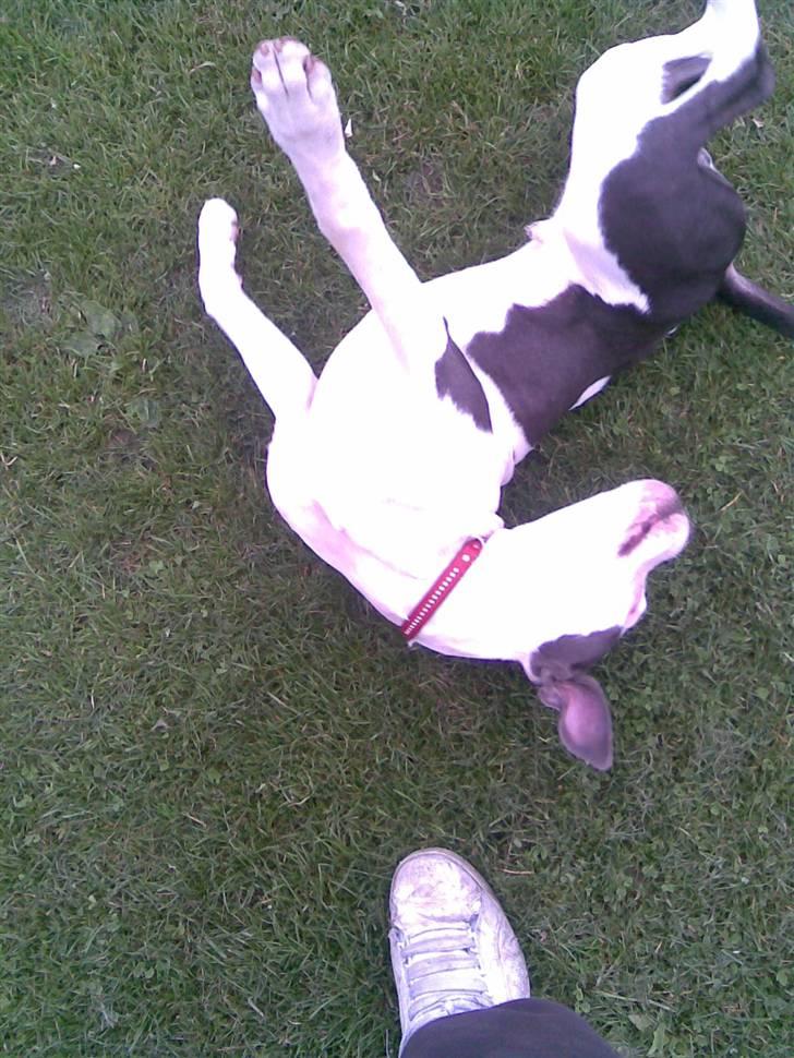 Amerikansk staffordshire terrier Rocky Solgt billede 8