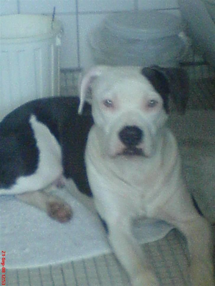 Amerikansk staffordshire terrier Rocky Solgt billede 9