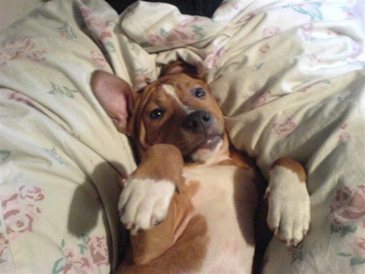 Amerikansk staffordshire terrier King - velkommen til miin profil(: billede 1