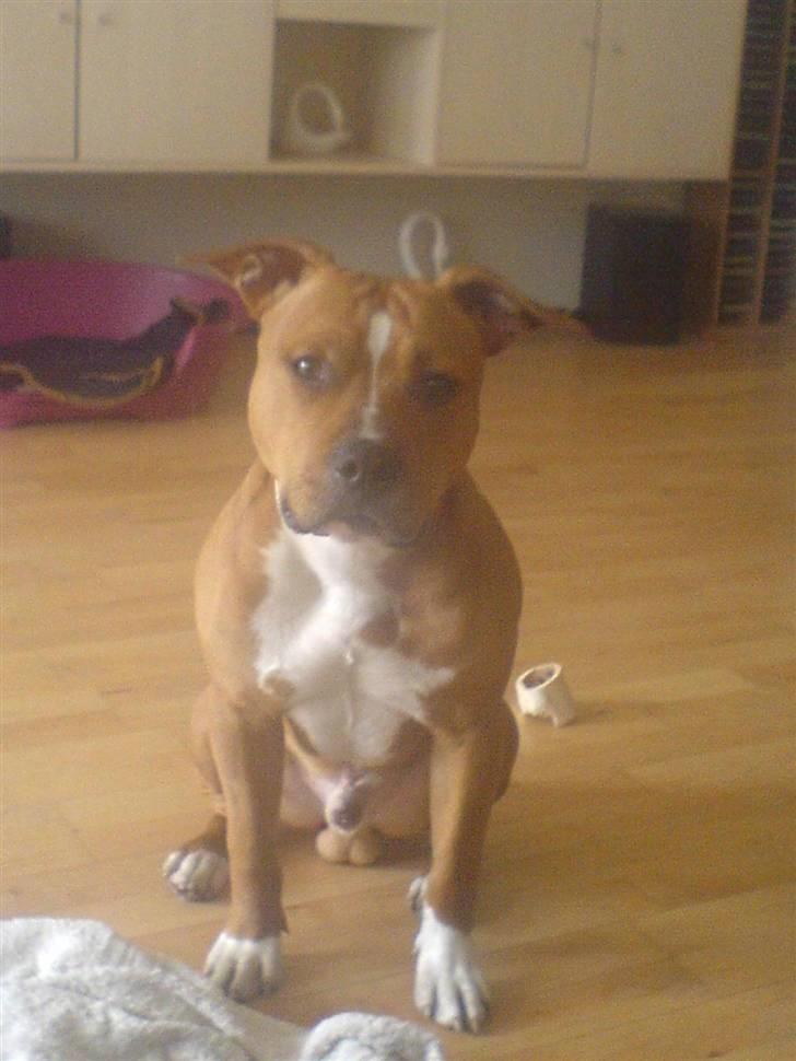 Amerikansk staffordshire terrier King billede 2