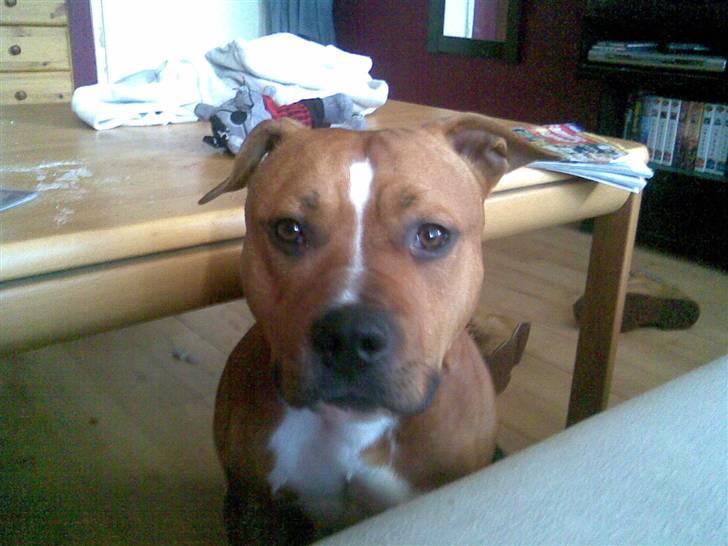 Amerikansk staffordshire terrier King billede 3