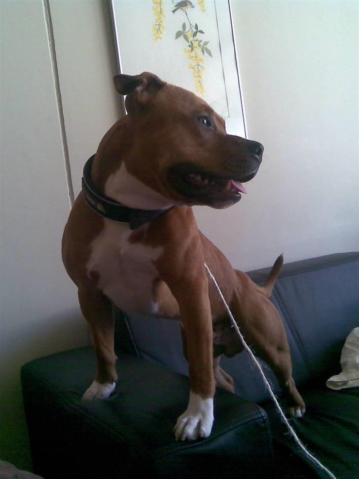 Amerikansk staffordshire terrier King billede 4