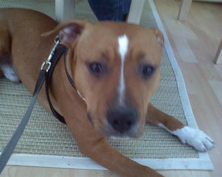 Amerikansk staffordshire terrier King billede 5