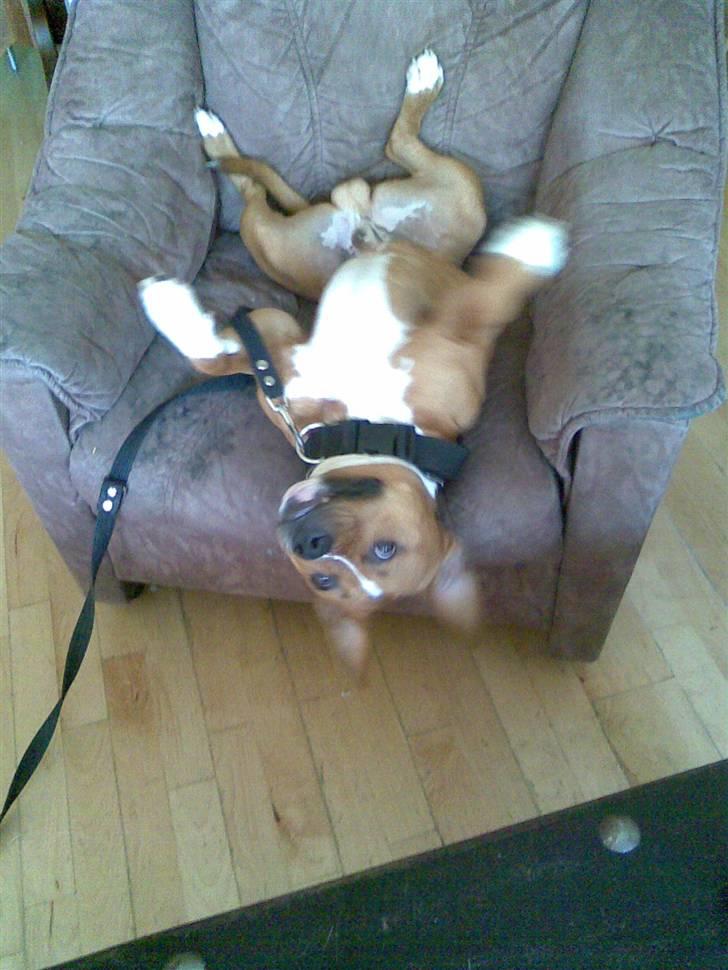 Amerikansk staffordshire terrier King billede 6