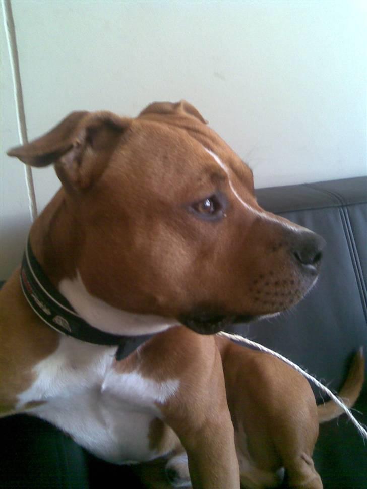 Amerikansk staffordshire terrier King billede 7