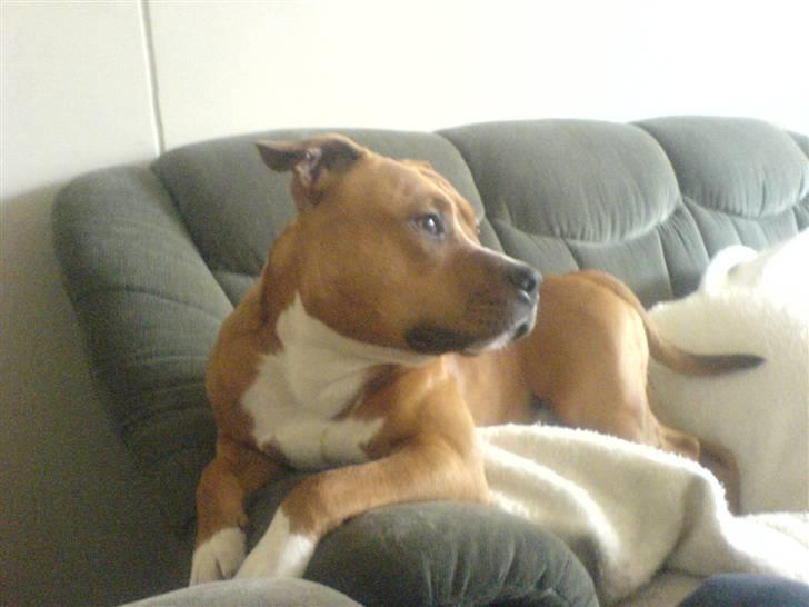 Amerikansk staffordshire terrier King billede 8