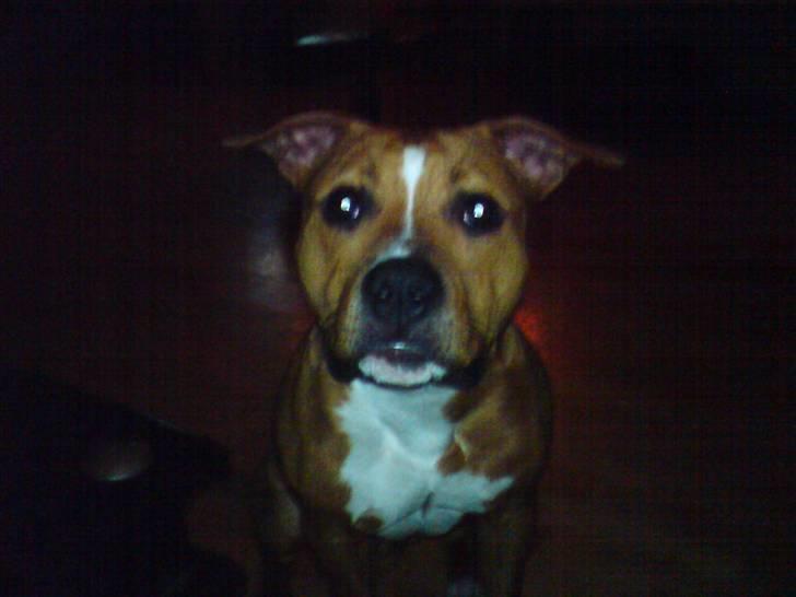 Amerikansk staffordshire terrier King billede 9