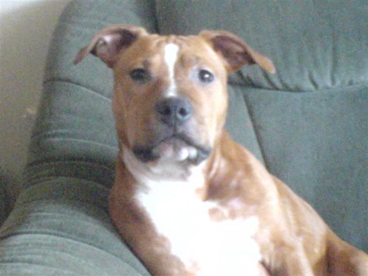 Amerikansk staffordshire terrier King billede 10