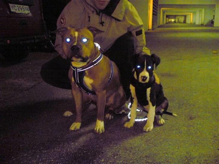 Amerikansk staffordshire terrier King billede 11