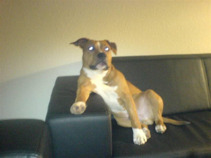 Amerikansk staffordshire terrier King billede 12