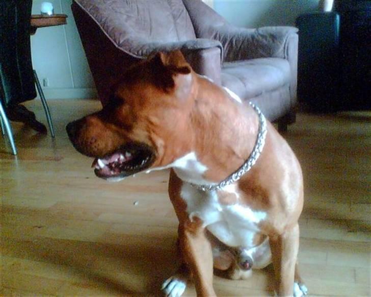 Amerikansk staffordshire terrier King - se hvor fræk jeg r(; haha billede 13