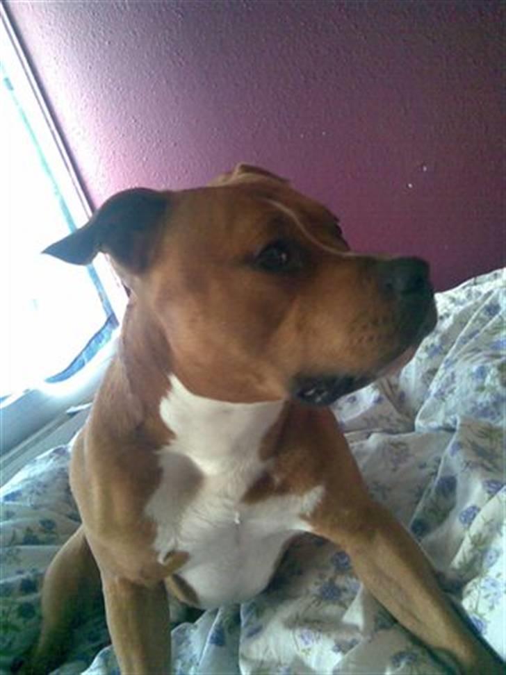 Amerikansk staffordshire terrier King billede 14