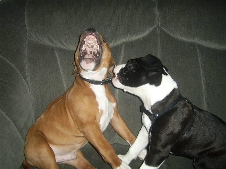 Amerikansk staffordshire terrier King billede 15