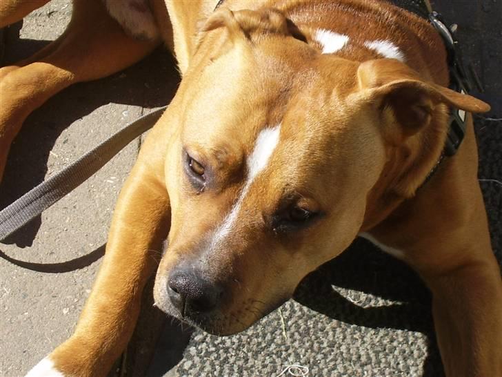 Amerikansk staffordshire terrier King billede 16