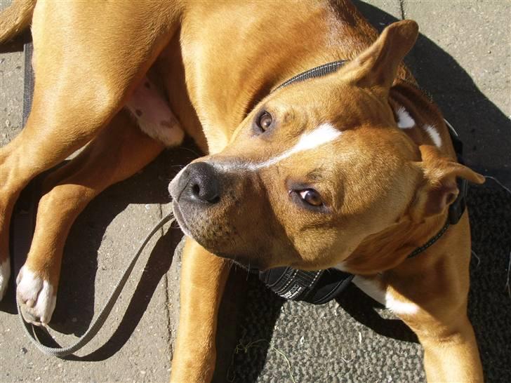 Amerikansk staffordshire terrier King billede 17