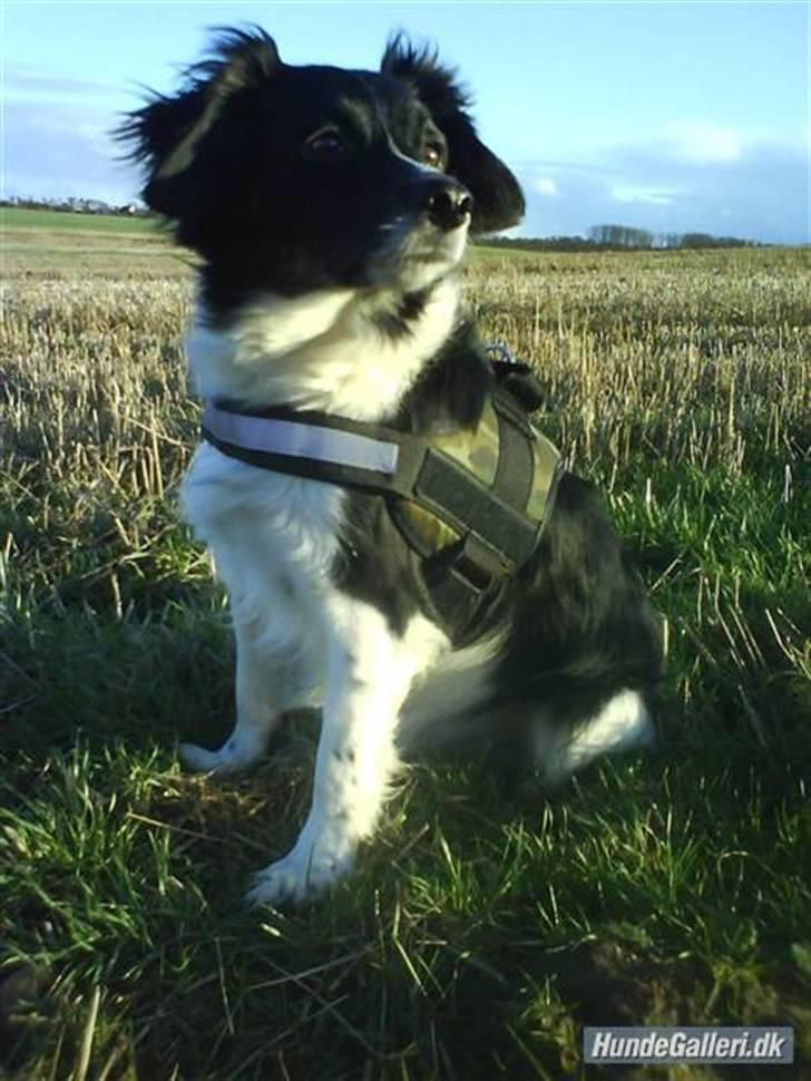 Blanding af racer Felix billede 1