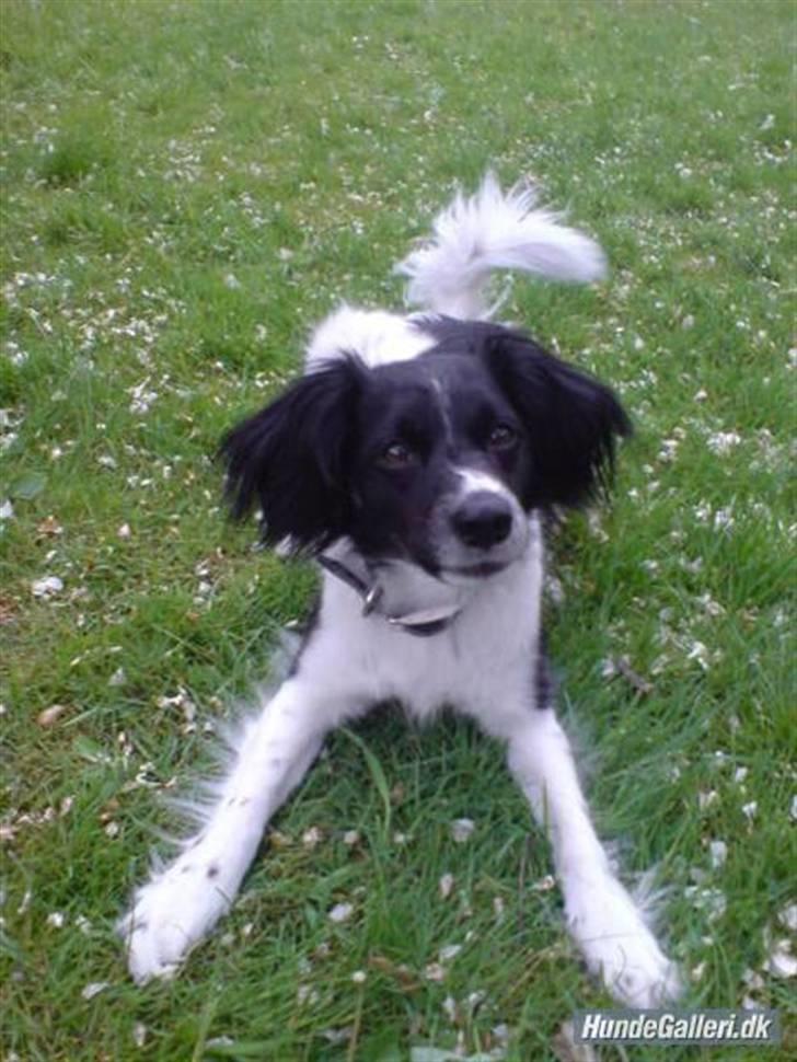 Blanding af racer Felix billede 2