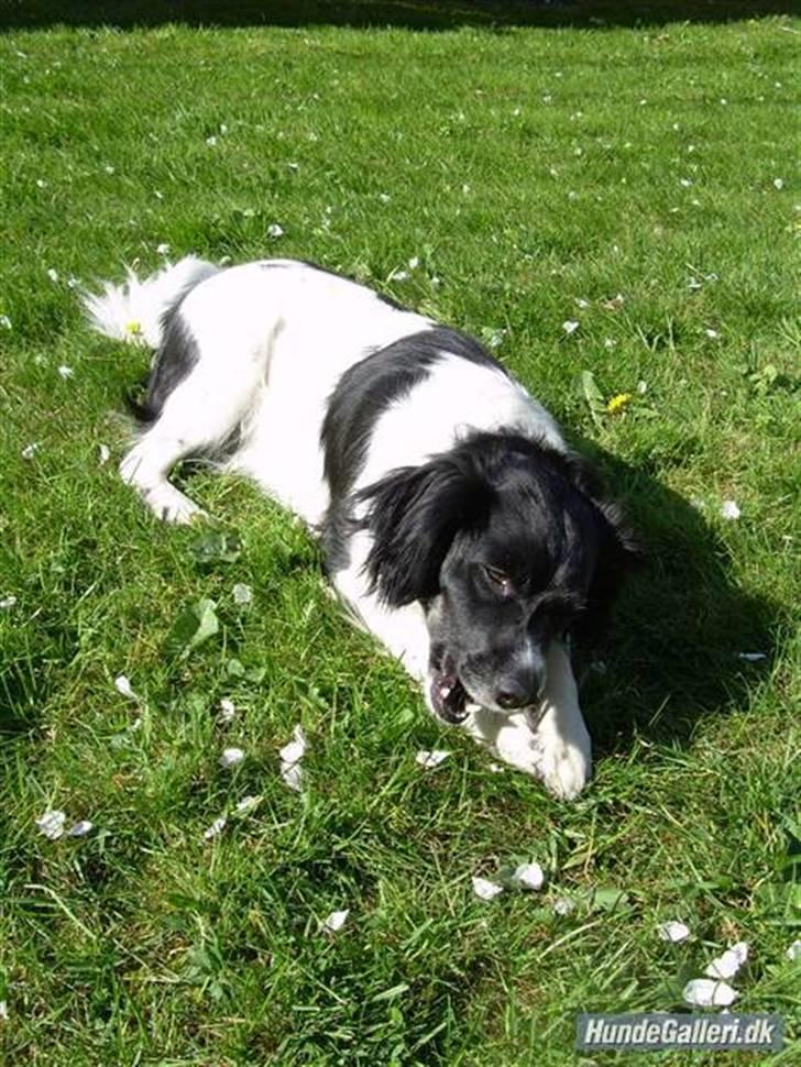 Blanding af racer Felix billede 3