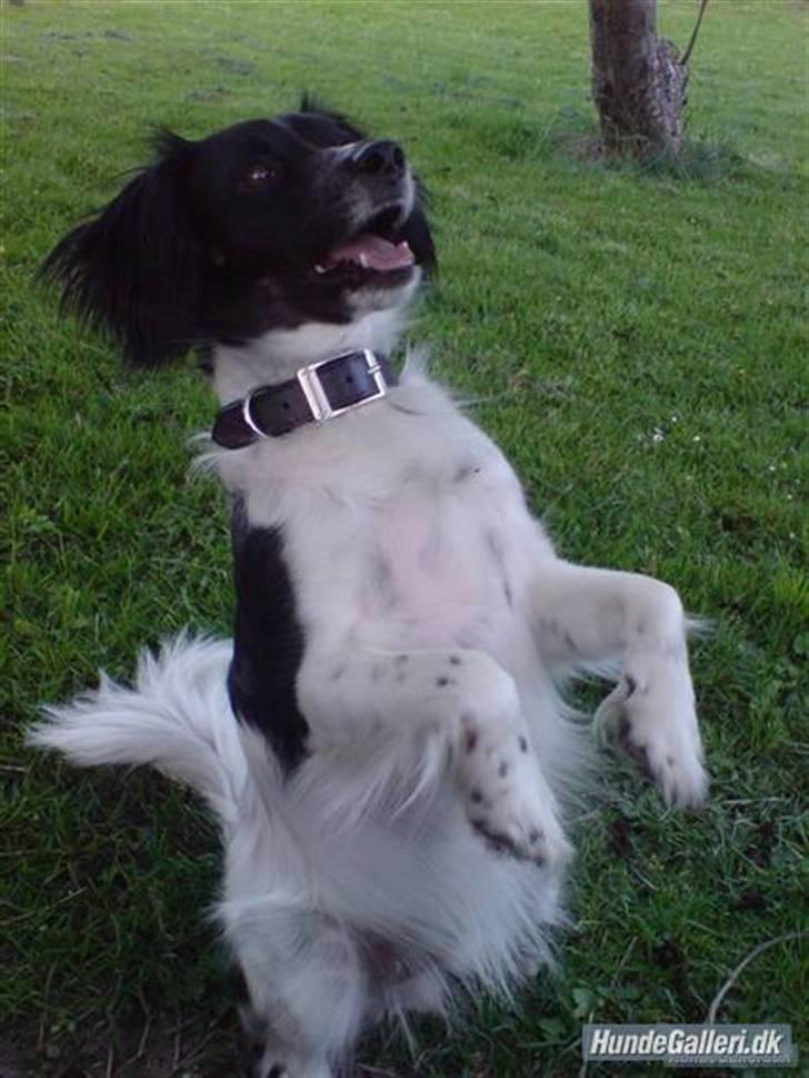 Blanding af racer Felix billede 4