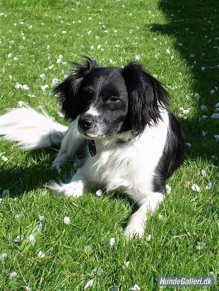 Blanding af racer Felix billede 5