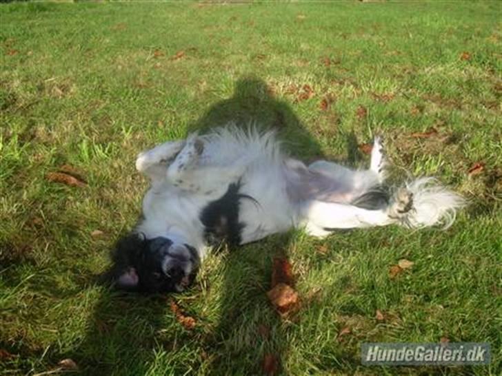 Blanding af racer Felix billede 6