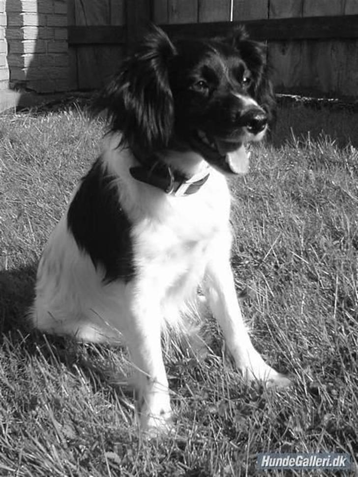 Blanding af racer Felix billede 7