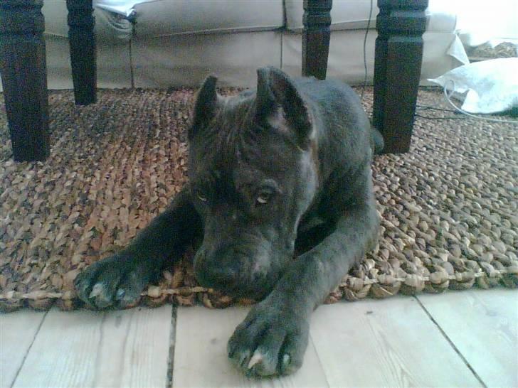 Amerikansk staffordshire terrier cosmo - 6  måneder gammel og fræk billede 8