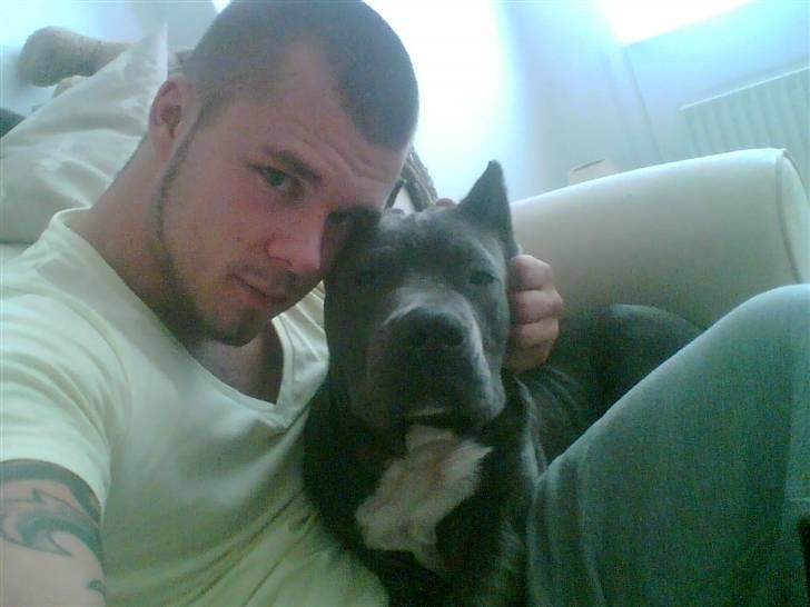 Amerikansk staffordshire terrier cosmo - Den dag vi hentede ham billede 9