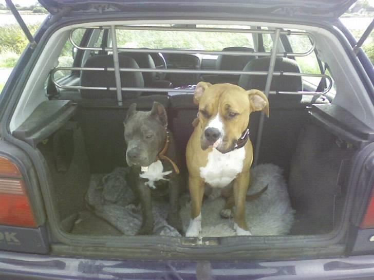 Amerikansk staffordshire terrier cosmo - påvej til Brøndby strand billede 10