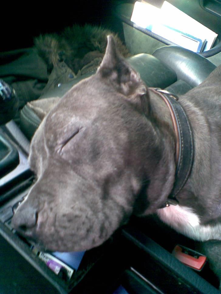 Amerikansk staffordshire terrier cosmo - faldt i søvn i bilen da jeg var lille billede 11