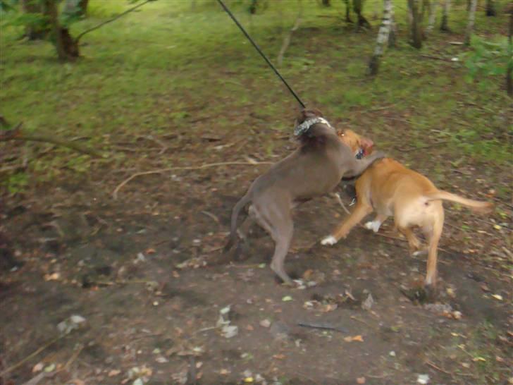 Amerikansk staffordshire terrier cosmo - skønt at lege i vores nye skov i malmø billede 12