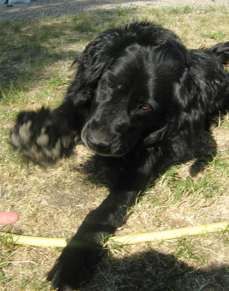 Blanding af racer Lucky - velkommen til min profil (: jeg gir lige pote her billede 1