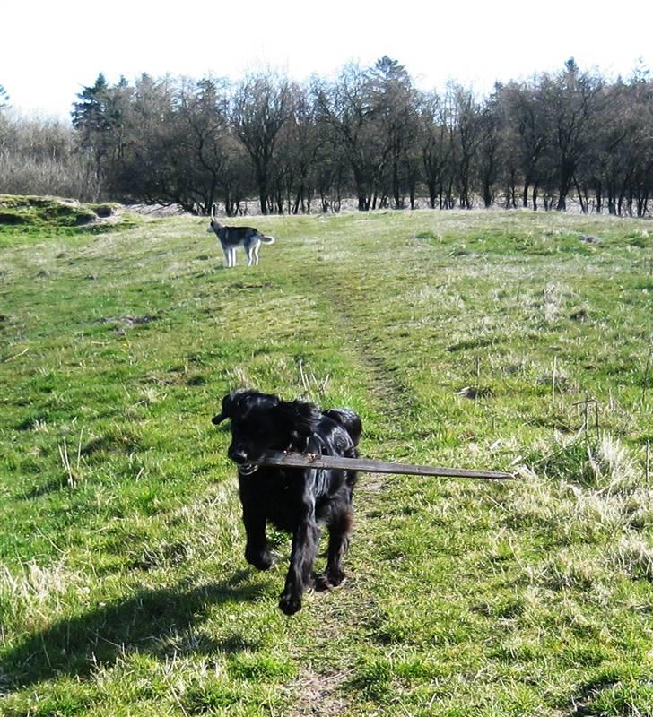 Blanding af racer Lucky - her kommer jeg med en kæmpe pind (: billede 2