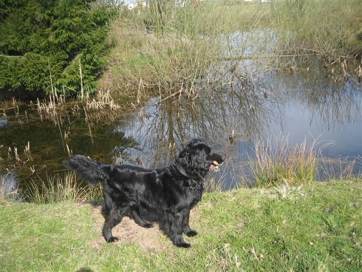 Blanding af racer Lucky - mig i fuld figur (: billede 3