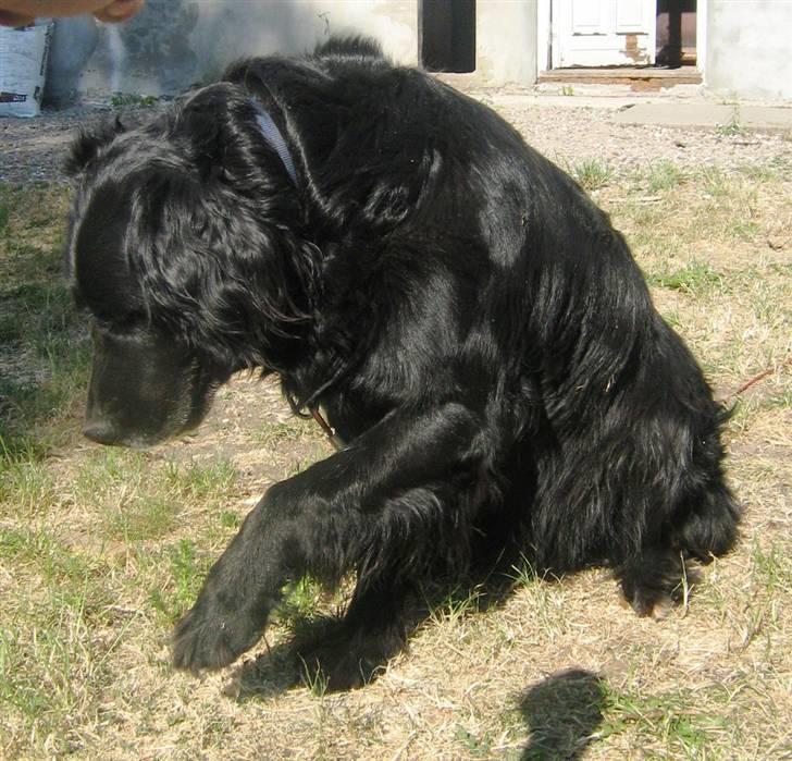 Blanding af racer Lucky billede 4