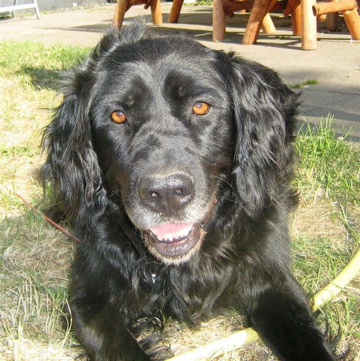 Blanding af racer Lucky - er jeg ik sød :) billede 5