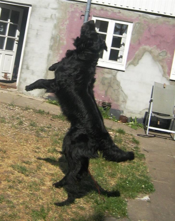 Blanding af racer Lucky - jeg er en stor vovse xD billede 6