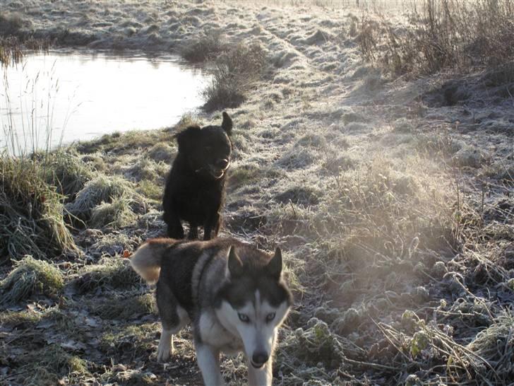 Blanding af racer Lucky - med lidt vind i håret billede 7