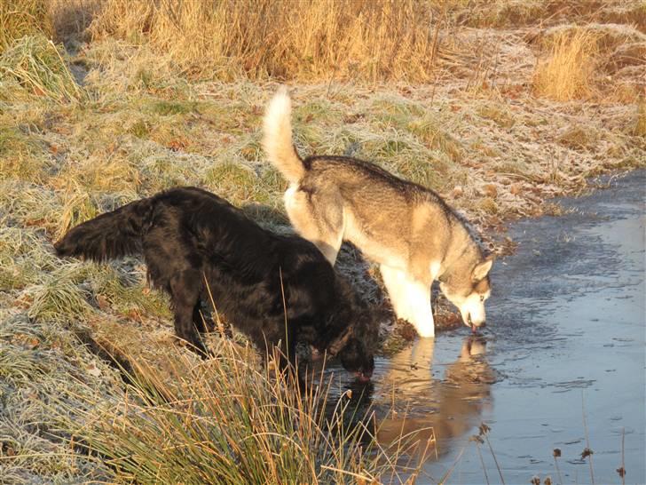 Blanding af racer Lucky - nede ved søen billede 8