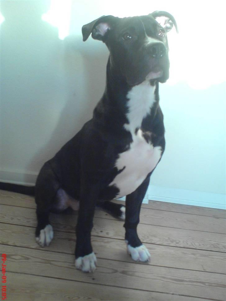 Blanding af racer Santos  R.I.P billede 6