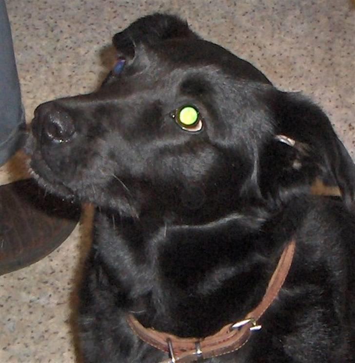 Blanding af racer Lady - Ser jeg ikke dejlig ud billede 1