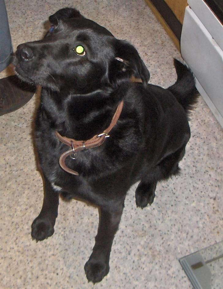 Blanding af racer Lady - Kikker op på "far" billede 2