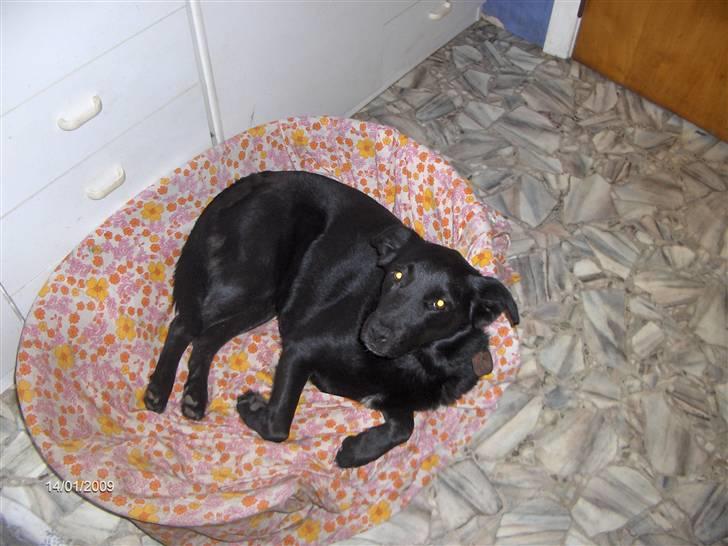 Blanding af racer Lady - ligger pænt i min kurv billede 3